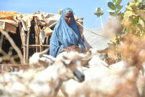 Final Evaluation of Satellite Index Insurance for Pastoralists in Ethiopia (SIIPE) Programme