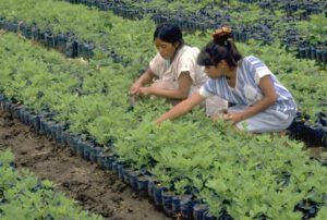 Nicaragua Adapting to Markets and Climate Change Project (NICADAPTA)