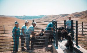 Livestock and Market Development Project II (LMDP) in Kyrgyzstan